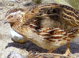 Foto: Common quail