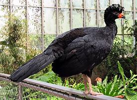 Foto: Wattled curassow