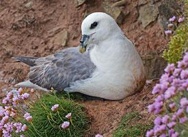 Foto: Buřňák šedý