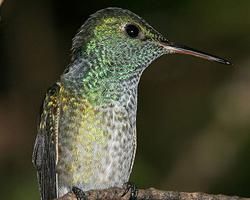 Foto: Versicoloured emerald