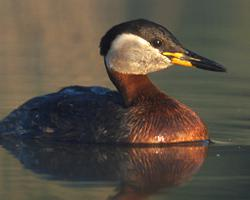 Foto: Potápka rudokrká
