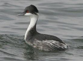 Foto: Junin grebe