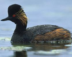 Foto: Potápka černokrká