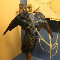 Foto: Archaeopteryx