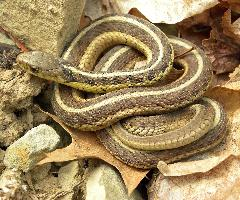 Foto: Common garter snake