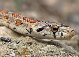 Foto: European ratsnake