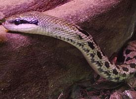 Foto: Beauty rat snake