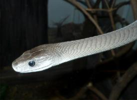 Foto: Black mamba