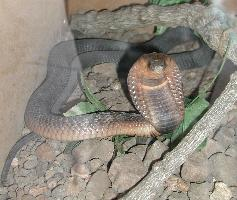 Foto: Kobra egyptská