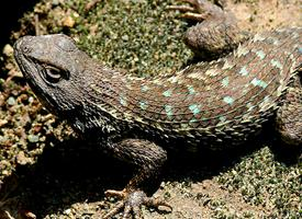 Foto: Sceloporus occidentalis