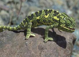 Foto: Common chameleon