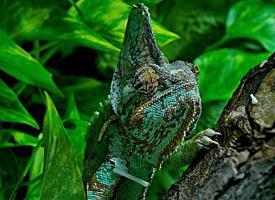 Foto: Veiled chameleon