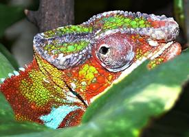 Foto: Chameleon pardálí