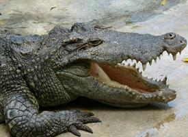 Foto: Krokodýl siamský