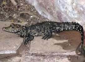 Foto: Krokodýl čelnatý