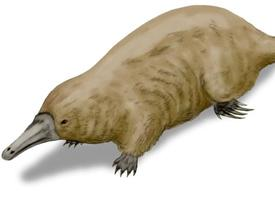 Foto: Monotrematum sudamericanum