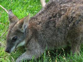 Foto: Parma wallaby