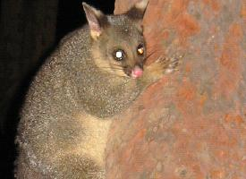 Foto: Common brushtail possum