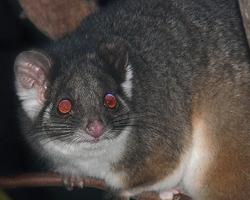 Foto: Common ringtail possum