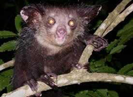 Foto: Ksukol ocasatý