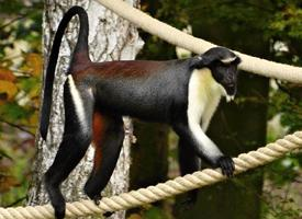 Foto: Diana monkey