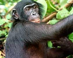 Foto: Šimpanz bonobo