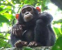 Foto: Bilijský šimpanz