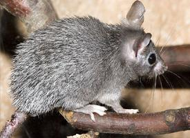 Foto: Myš bodlinatá