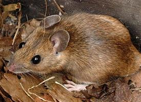 Foto: Myšice lesní