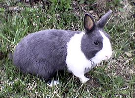 Foto: Holandský zakrslý králík