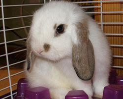 Foto: Zakrslý králík