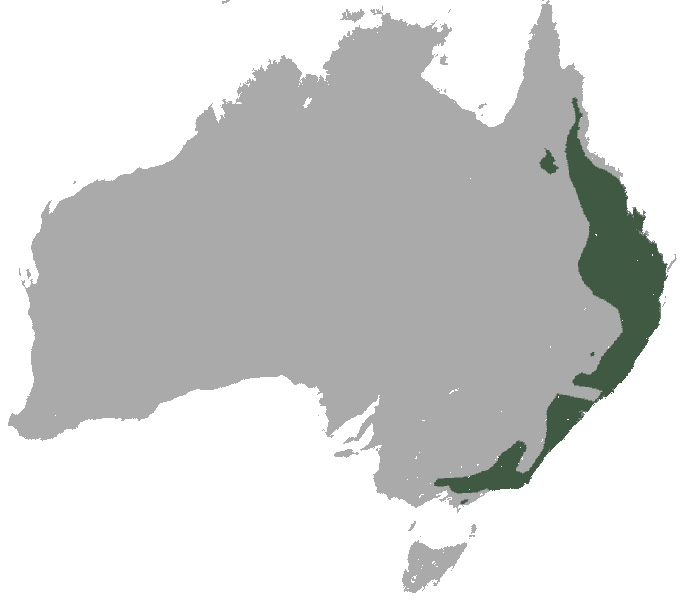 Foto: Southern greater glider - výskyt