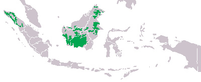 Foto: Orangutans - výskyt
