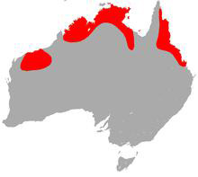 Foto: Megaderma australská - výskyt